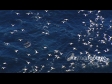 Hauraki Gulf Gannets and Dolphins AERIAL 2700